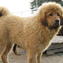 Kesang Camp Tibetan Mastiffs