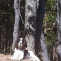 AltaSierra Spaniels