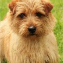 FERUS VESPER kennel