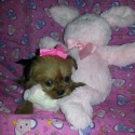 www.MaltipooPup.com
