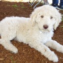 Dreamydoodles Northwest - Aussiedoodles and Labradoodles