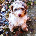 Dreamydoodles Northwest - Aussiedoodles and Labradoodles