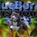 BlueBerryLushiusBullyKennelAmanda