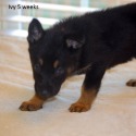 Wagner/Kryder Puppies