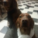 Wilson's Irish Setter's