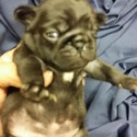 Porksters Pugs