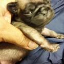 Porksters Pugs