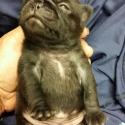 Porksters Pugs
