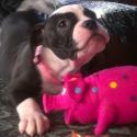Kim's American Bulldogs