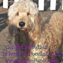Golden Beauties Driven to Doodles, LLC
