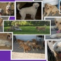 Golden Beauties Driven to Doodles, LLC