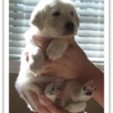 Faded Ash Golden Retrievers
