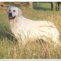 Faded Ash Golden Retrievers