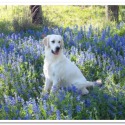 Faded Ash Golden Retrievers