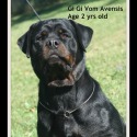 Vom Avensis Rottweiler