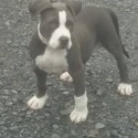 Crenshaw's American Pit Bull Terriers