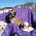 Starr's Designer puppies