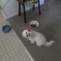 Starr's Designer puppies