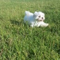 Starr's Designer puppies