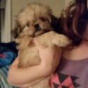 Starr's Designer puppies