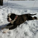 Mercone's American Bulldogs