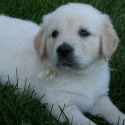 Mapleleaf English Cream Golden Retrievers