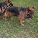 Miles Helmuth German shepherd