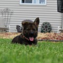 vom ehrenschutz German Shepherds