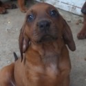 Redhawk Kennels