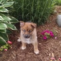 AMS kennel