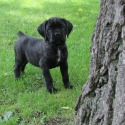 Hidden Valley Cane Corso