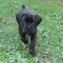 Hidden Valley Cane Corso