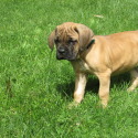 Hidden Valley Cane Corso
