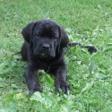 Hidden Valley Cane Corso