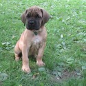 Hidden Valley Cane Corso