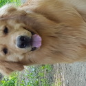 Church Mountain Retrievers