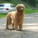 Church Mountain Retrievers