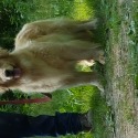 Church Mountain Retrievers