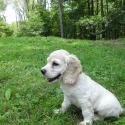 Private Breeder