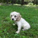 Private Breeder