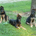 Loyal German Shepherds