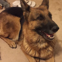 Whispering Hope Service Dogs