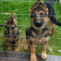 Whispering Hope Service Dogs