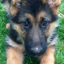Whispering Hope Service Dogs
