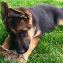 Whispering Hope Service Dogs