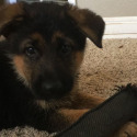 Whispering Hope Service Dogs
