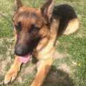 Whispering Hope Service Dogs
