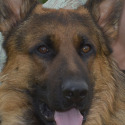 Whispering Hope Service Dogs