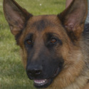 Whispering Hope Service Dogs