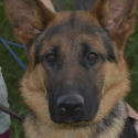Whispering Hope Service Dogs